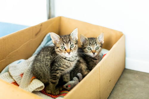 two brown tabby kittens sat inside a cardboard box with a knitted blanket