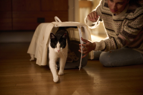 black-and-white cat walking out of a cat carrier with a woman knelt down beside them