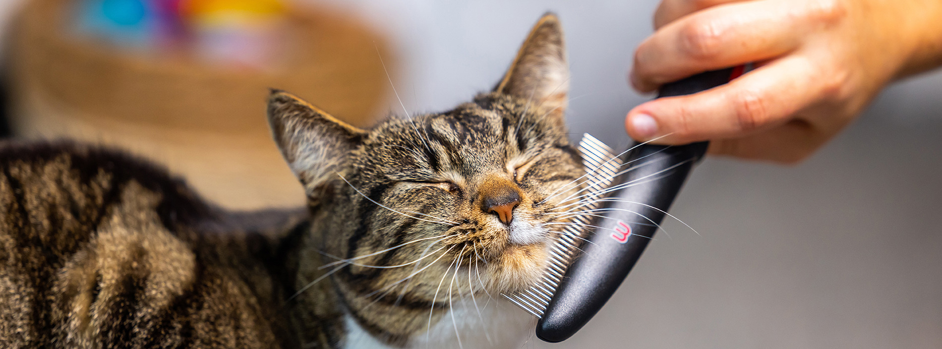 Grooming your cat