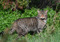 A Scottish wildcat in grassland