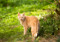 A ginger cat walking outdoors on grass