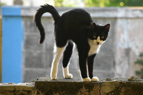 A black-and-white cat standing on a brick wall with their back arched