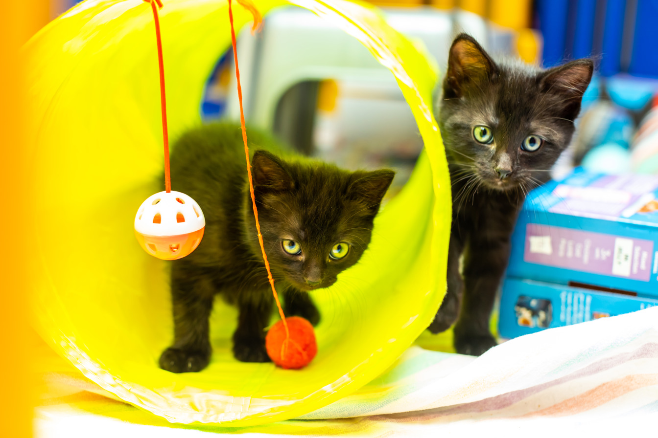 Cats Protection Bracknell & Wokingham Districts Branch