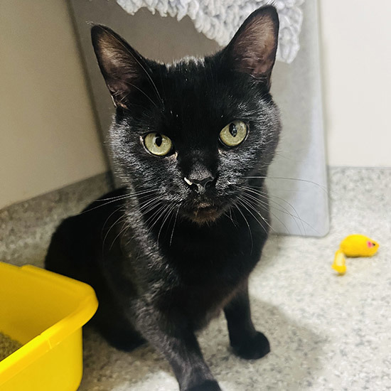 Cat dumped like rubbish seeks new home in time for Christmas