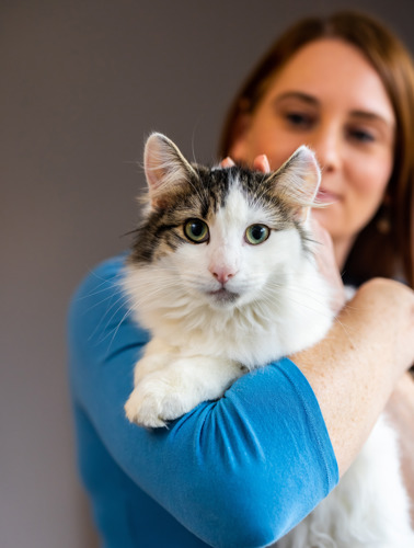 woman with brunette hair and blue long-sleeved t-shirt holding a long-haired tabby-and-white cat. The cat is resting their front paws on her arm