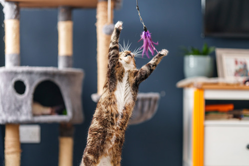 brown-and-white tabby cat leaping in the air to catch a cat toy
