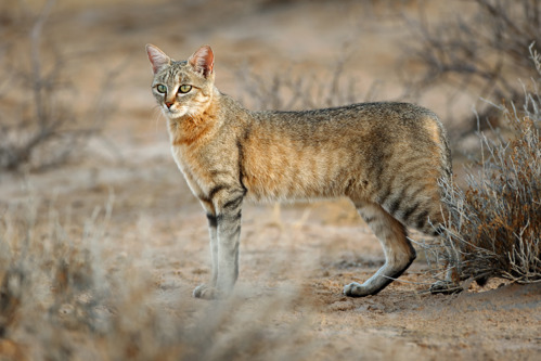 An African wildcat in the African Savannah. It's a slim cat with brown stripy fur