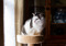 white-and-brown tabby cat sitting on a beige cat tower and looking out a window