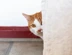 A ginger cat poking her head out from behind a sofa