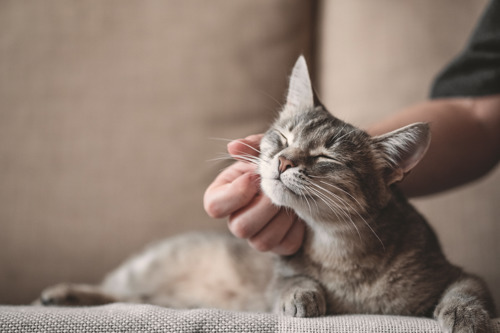 a grey tabby cat having their chin scratched by a human