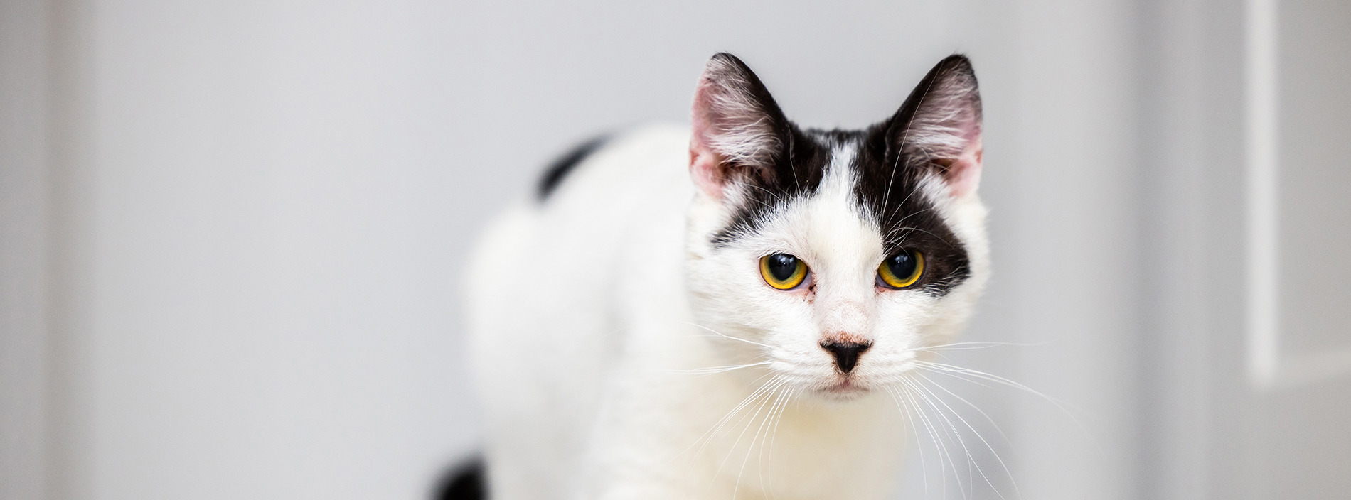 Foreign travel and cats
