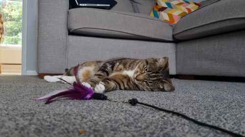 brown tabby-and-white cat playing with purple feathered fishing rod toy on grey carpet