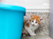 Ginger-and-white kitten sitting beside a blue plastic cat bed, looking towards the camera.