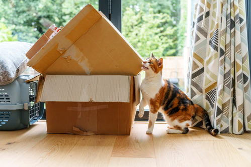 A calico cat rubbing their cheek on the corner of a cardboard box