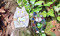 Craft for Cats - Mosaic