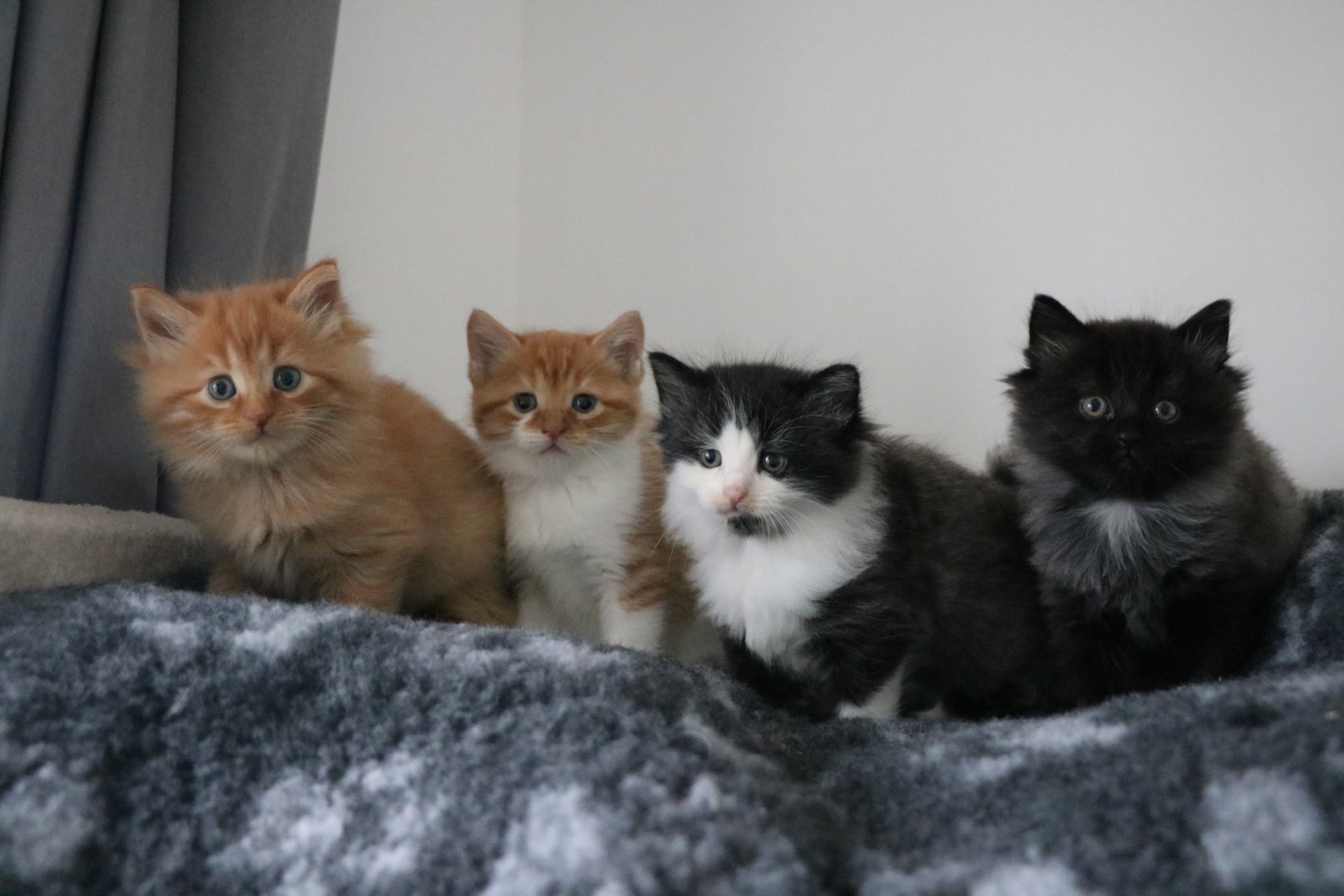 Cats Protection Stoke & Newcastle Branch