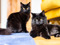 A long-haired black cat lying down with another long-haired black cat sitting behind them