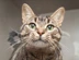 CATS Report Linkbox UK