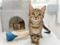 brown tabby kitten