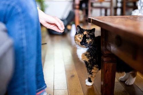 tortoiseshell cat stood on wooden floor next to wooden coffee table with human wearing blue jeans holding out their hand to them