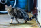 brown tabby cat outdoors on wooden decking