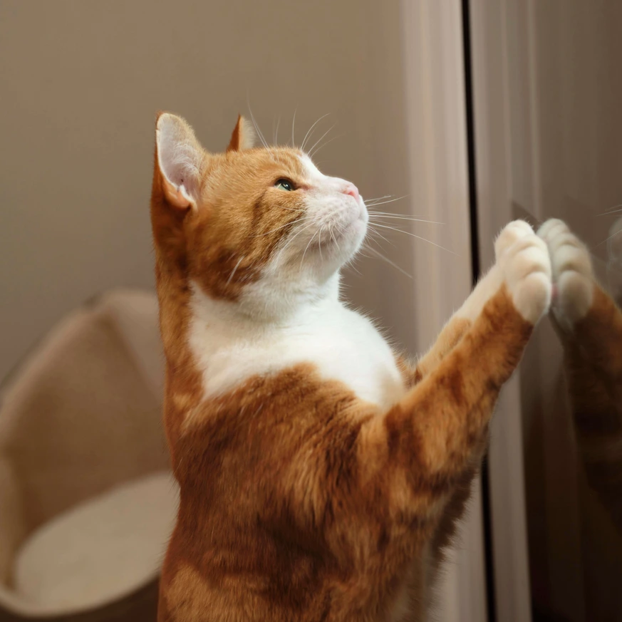 Ginger Cat