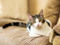 tabby-and-white cat sitting on brown sofa