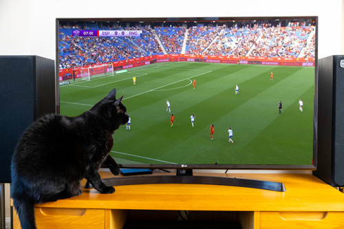 A black cat watching a football match on a TV