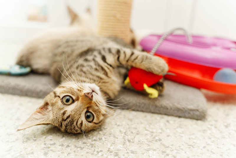Private Tenants | Cat-friendly Rentals | Cats Protection