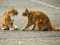 Two ginger cats staring at each other and looking stressed outdoors 