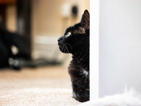 Kidney Disease In Cats Weight Loss Causes photo
