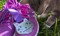 Image of a grey tabby cat looking at trainers and a cat-shaped medal