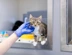 Meet Your Cat