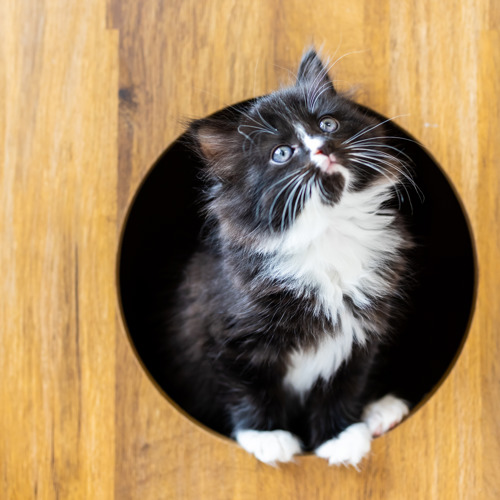 long-haired black-and-white kittens perched inside a hole cut from wood. The kitten has blue eyes and long white whiskers