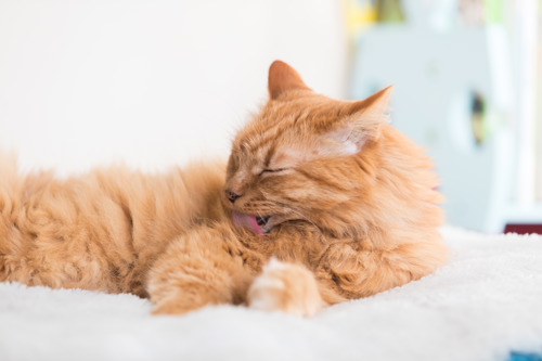 long-haired ginger cat licking their own fur