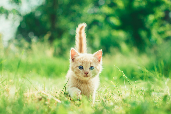 Why do cats have tails?