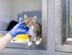 brown tabby kitten in a cat pen being stroked by someone wearing a blue latex glove
