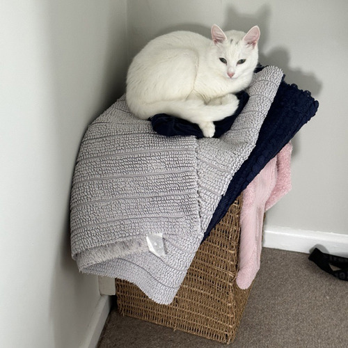 A white cat sat on top of laundry in a laundry basket