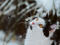 A black-and-white cat with yellow eyes outside in the falling snow