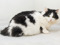 black-and-white pregnant cat