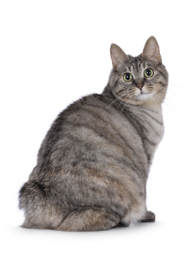 grey tabby Bobtail cat with no tail