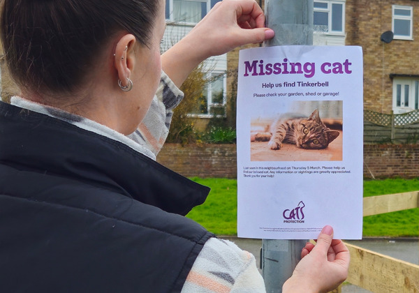Lost Cat | What To Do If Your Cat Is Missing | Cats Protection