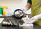 tabby-and-white cat being scanned with a microchip scanner