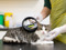 tabby-and-white cat being scanned with a microchip scanner