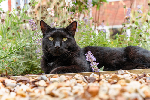 Black cat lying in a flower bed next to a gravel path