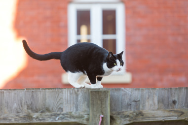 A black-and-white cat crouches on top of a wooden fence with its tail extended behind it, watching something intently. A red brick house with a blurred window forms the background.
