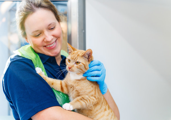 Corporate partnerships | Support us | Cats Protection