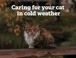 Cold Weather Cats Protection Homepage Web Banner