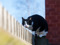Black-and-white cat perched on a wooden fence, looking towards the camera.