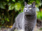 grey cat outdoors